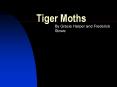 Tiger Moths PowerPoint PPT Presentation