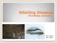 Whirling Disease (Myxobolus cerebralis) PowerPoint PPT Presentation