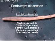 Earthworm%20dissection