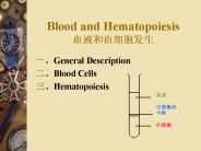 Blood and Hematopoiesis ????????