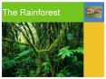 The Rainforest PowerPoint PPT Presentation