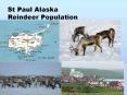 St Paul Alaska Reindeer Population PowerPoint PPT Presentation