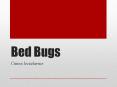 Bed Bugs PowerPoint PPT Presentation
