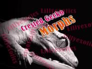 Extreme Crested Gecko Morphs, LillyExotics