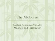 The Abdomen
