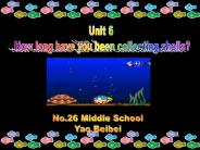 How long have you been collecting shells?