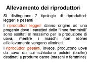 Allevamento dei riproduttori