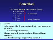 Brucellosi