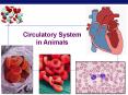 Circulatory System in Animals PowerPoint PPT Presentation