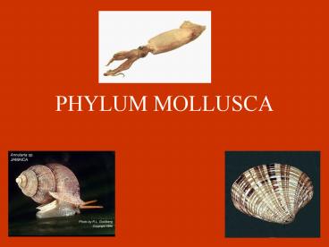 PHYLUM MOLLUSCA
