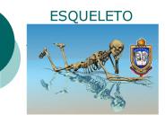 ESQUELETO