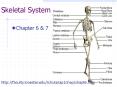 Skeletal System PowerPoint PPT Presentation