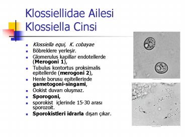 Klossiellidae Ailesi Klossiella Cinsi