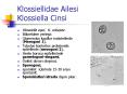 Klossiellidae Ailesi Klossiella Cinsi PowerPoint PPT Presentation