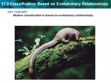 KEY CONCEPT Modern classification is based on evolutionary relationships.