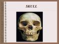 SKULL PowerPoint PPT Presentation