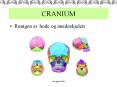 CRANIUM PowerPoint PPT Presentation