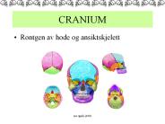 CRANIUM