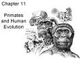 Chapter 11 Primates and Human Evolution PowerPoint PPT Presentation