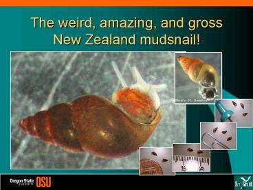 The weird, amazing, and gross New Zealand mudsnail!