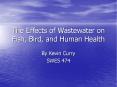 The Effects of Wastewater on Fish, Bird, and Human Health PowerPoint PPT Presentation