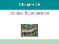 Animal Reproduction PowerPoint PPT Presentation