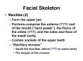 Facial Skeleton PowerPoint PPT Presentation
