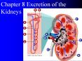 Chapter 8 Excretion of the Kidneys PowerPoint PPT Presentation