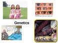 Genetics PowerPoint PPT Presentation