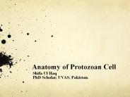 Anatomy of Protozoa