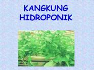 KANGKUNG HIDROPONIK
