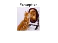 Perception PowerPoint PPT Presentation