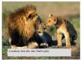 On the Serenghetti Plain, a lion watches over his cub. PowerPoint PPT Presentation