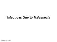 Infections Due to Malassezia PowerPoint PPT Presentation