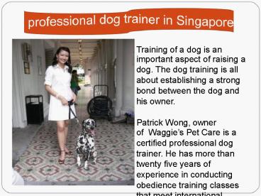 Proffesional-Dog-Trainer-in-Singapore