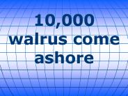 10,000 walrus come ashore