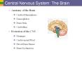 Central Nervous System: The Brain PowerPoint PPT Presentation