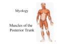 Muscles of the Face PowerPoint PPT Presentation