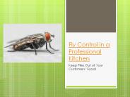 Fly Control in a Professional Kitchen