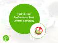 Advanced pest control in Adelaide PowerPoint PPT Presentation
