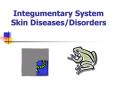 Integumentary System Skin Diseases/Disorders PowerPoint PPT Presentation
