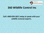 360 Wildlife Control Inc