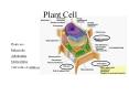 Plant Cell PowerPoint PPT Presentation
