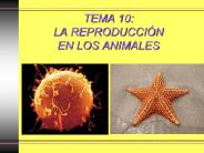 TEMA 10: LA REPRODUCCI