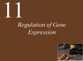Regulation of Gene Expression PowerPoint PPT Presentation