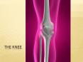 The Knee PowerPoint PPT Presentation