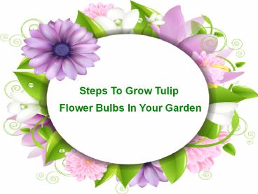 Steps To Grow Tulip Flower Bulbs In Your Garden