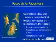 Pasos de la Fagocitosis