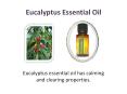 Eucalyptus Essential oil PowerPoint PPT Presentation