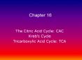The Citric Acid Cycle: CAC PowerPoint PPT Presentation